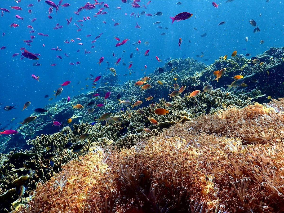 Love'S Beach & Dive Resort Moalboal Eksteriør bilde